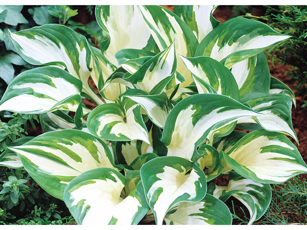 Hosta ´FIRE AND ICE´